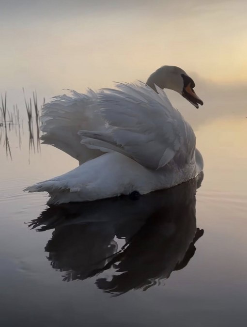 Saale Swans 2, © TZ Südliche Boddenküste