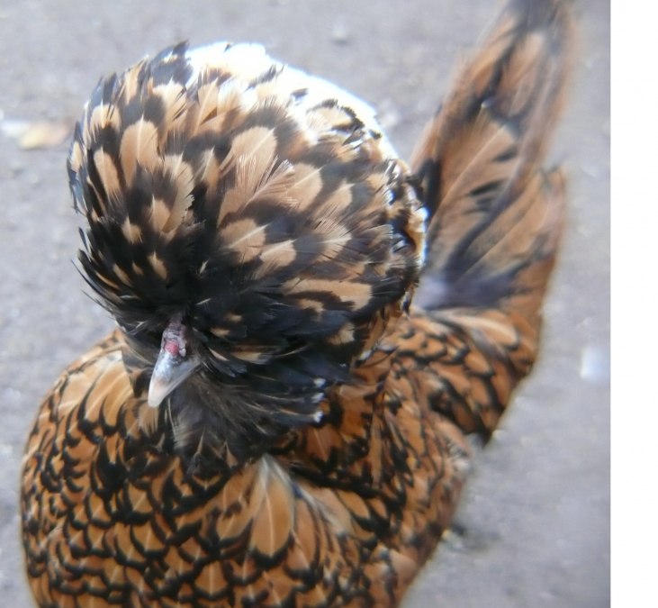 One of our exotics, a Paduan cock, © Peter Ramsch One of our exotics, a Paduan cock, © Peter Ramsch