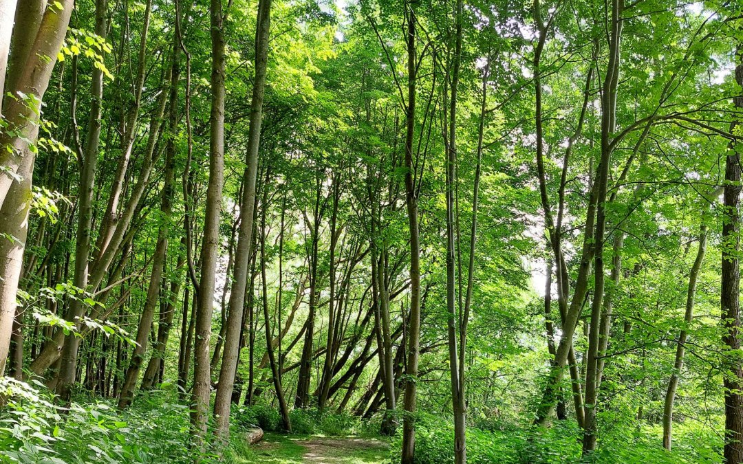 City forest, © TZ HST/Kredl