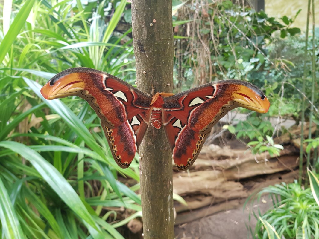 20210311_133030, &copy; Schmetterlingsfarm/Heike Schnelle