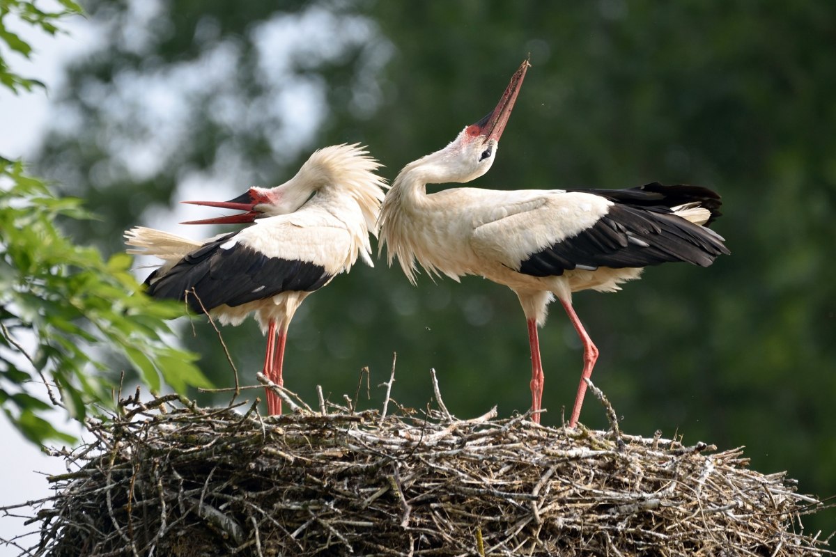 Storks mating // &copy; Karsten Peter