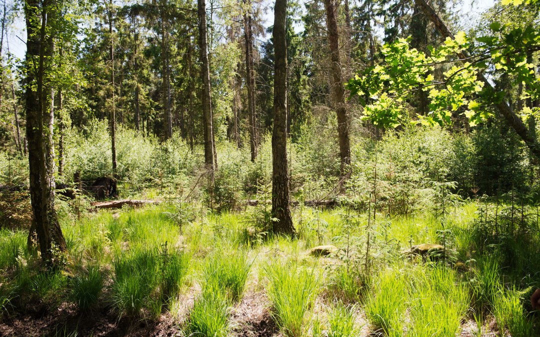 21_MoorWaldWandel_MTimm_lowres, © M.Timm/NPA