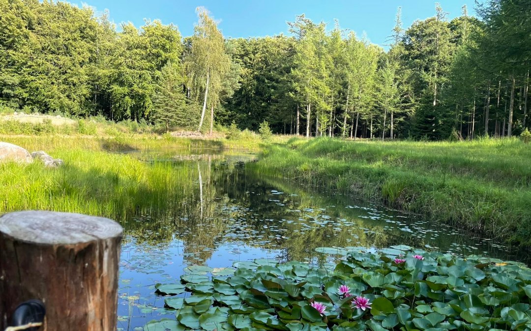 Biotop Saale, &copy; TZ S&uuml;dliche Boddenk&uuml;ste