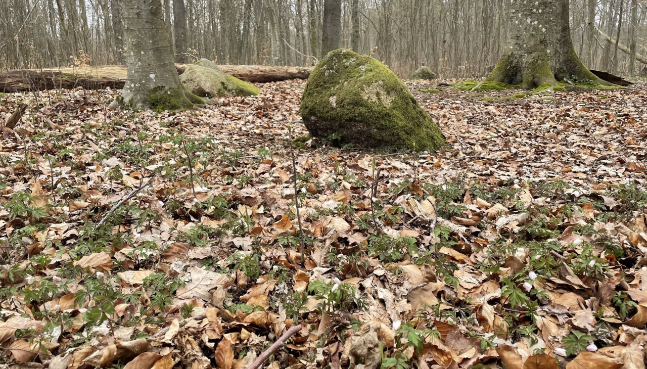 Kamienie Apostoła 2, &copy; TZ S&uuml;dliche Boddenk&uuml;ste