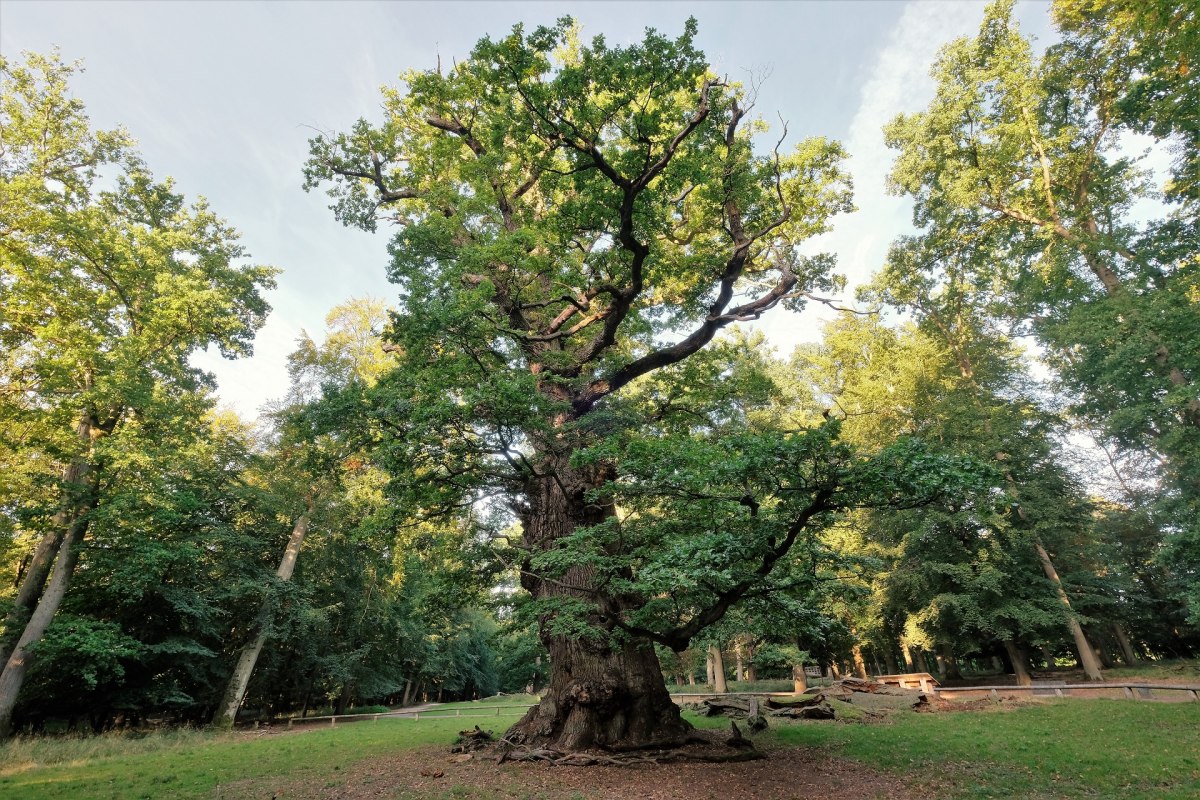 Dąb Methuselah w Narodowym Pomniku Przyrody Ivenacker Eichen, © Sebastian Haerter Dąb Methuselah w Narodowym Pomniku Przyrody Ivenacker Eichen, © Sebastian Haerter