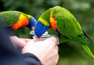Loris are fed by visitors in the loris enclosure. // © MV-T Loris are fed by visitors in the loris enclosure. // © MV-T