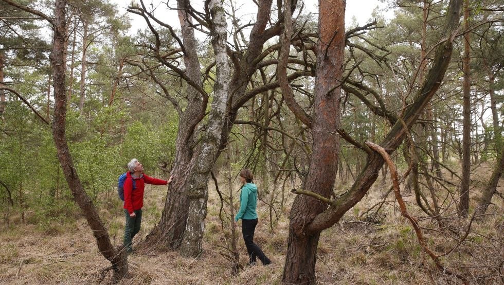 Oerbomen in het Grote Ribnitz Moor // &copy; TMV/outdoor-visions.com