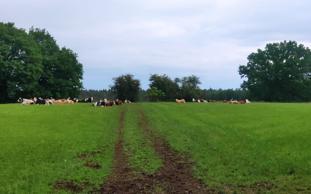 Grazend vee ontspant in het groen., © A. Rossnagel
