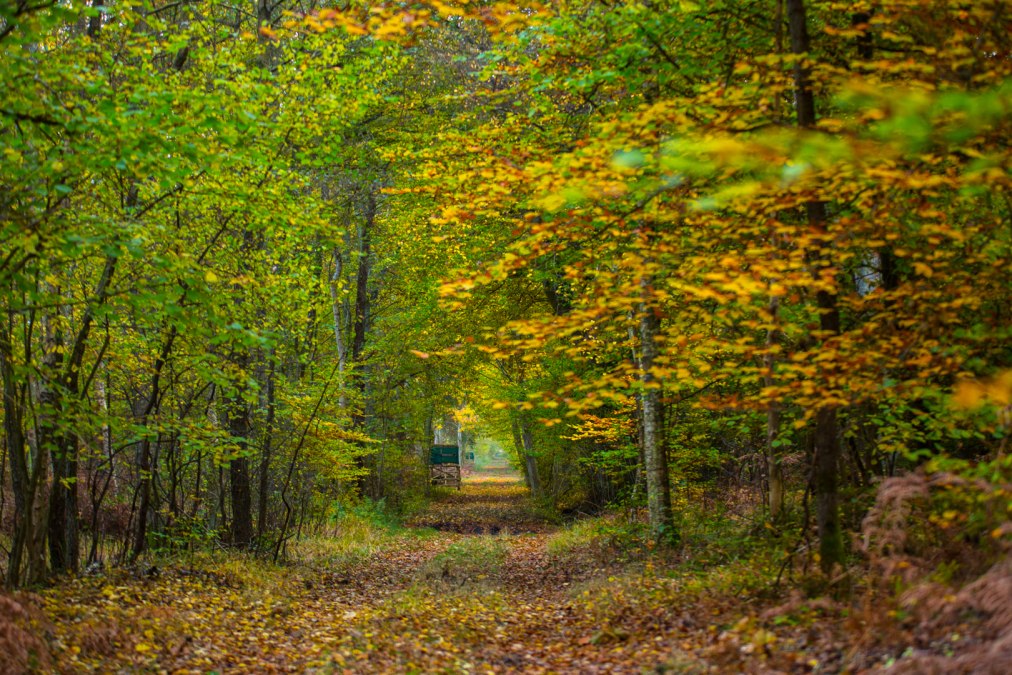 Barth city forest, © Arndt Gläser