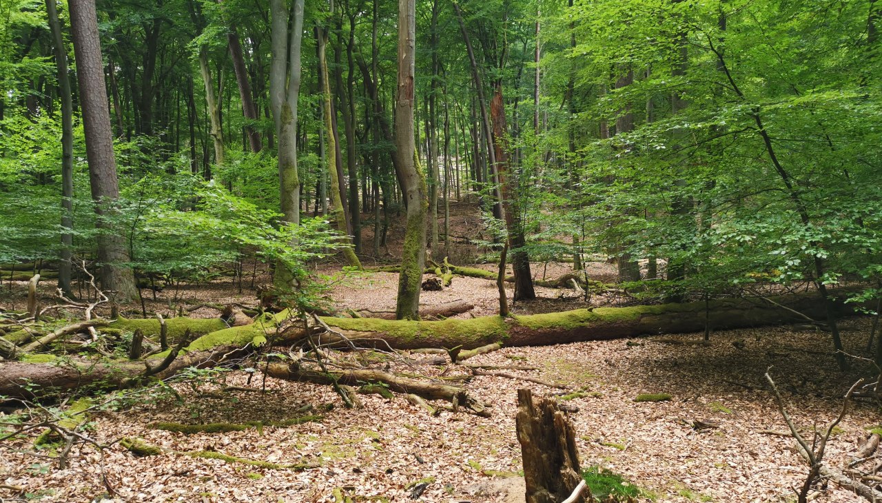 Day of the Beech Forests_D&ouml;bbert, &copy; Wiebke D&ouml;bbert