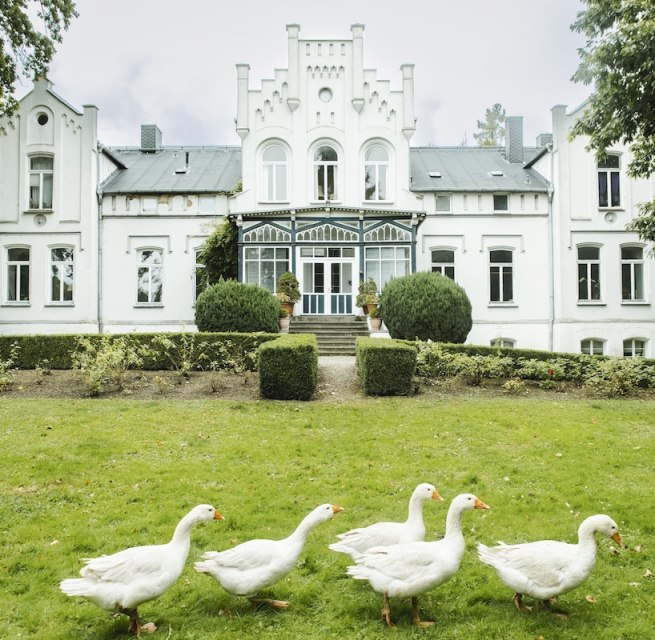 Geese in the park of Kaeselow Castle, © vollvincent