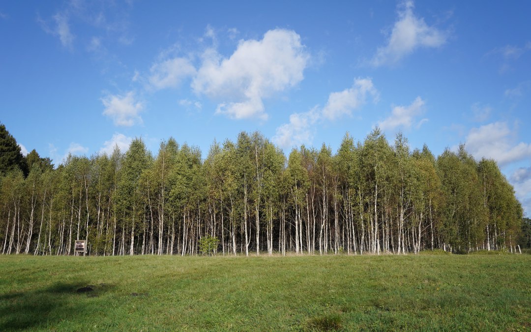 Klimatyczny las Mirow, © Landesforst MV