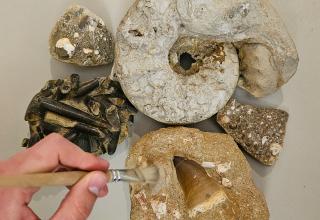 Kamienie i skamieniałości z kolekcji geologicznej Müritzeum, © K.Franz/Müritzeum