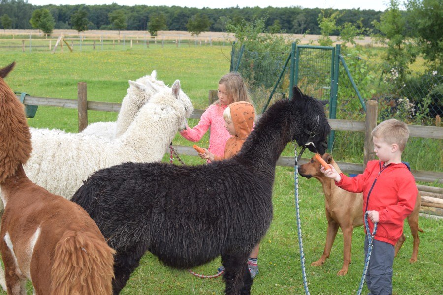 Voer en aai alpaca's, © M. Wenzlaff