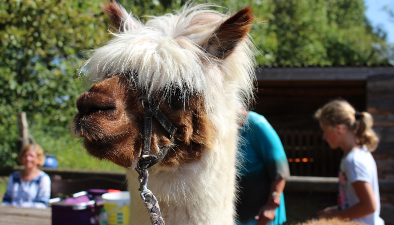 Hiking with alpacas through the Diedrichshagen seaside resort and the Stoltera coastal forest, © TZRW