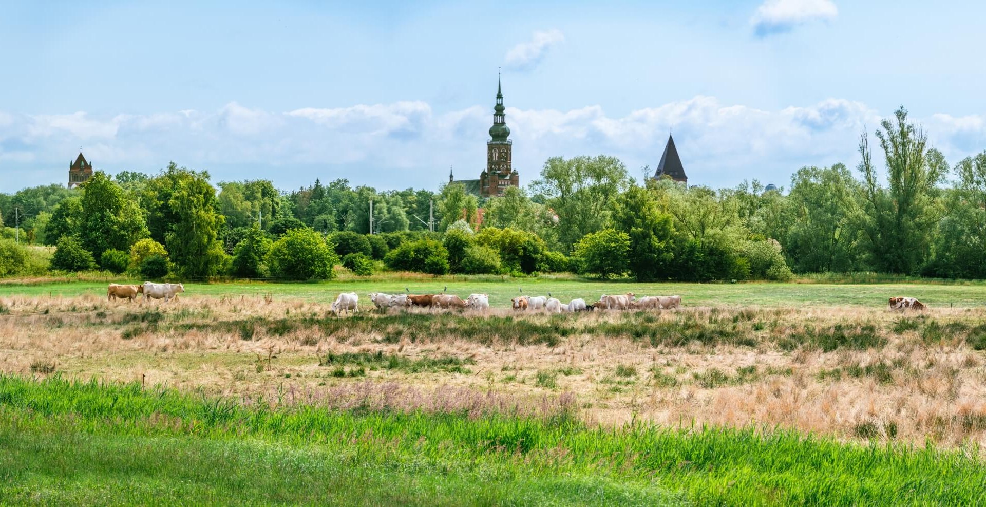 Uitzicht over een veld met koeien richting Greifswald. De kathedraal torent boven de bomen uit.