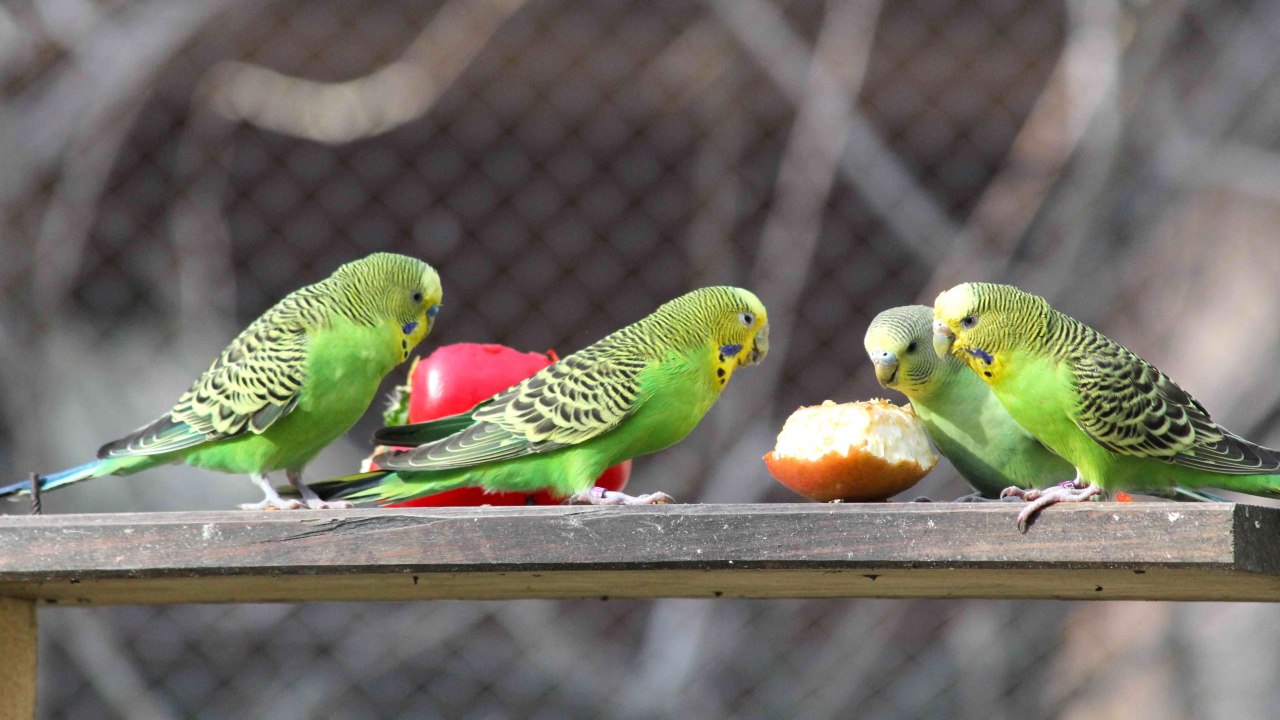 Wildpark-MV - Budgerigars - Feeding counter, &copy; Wildpark-MV
