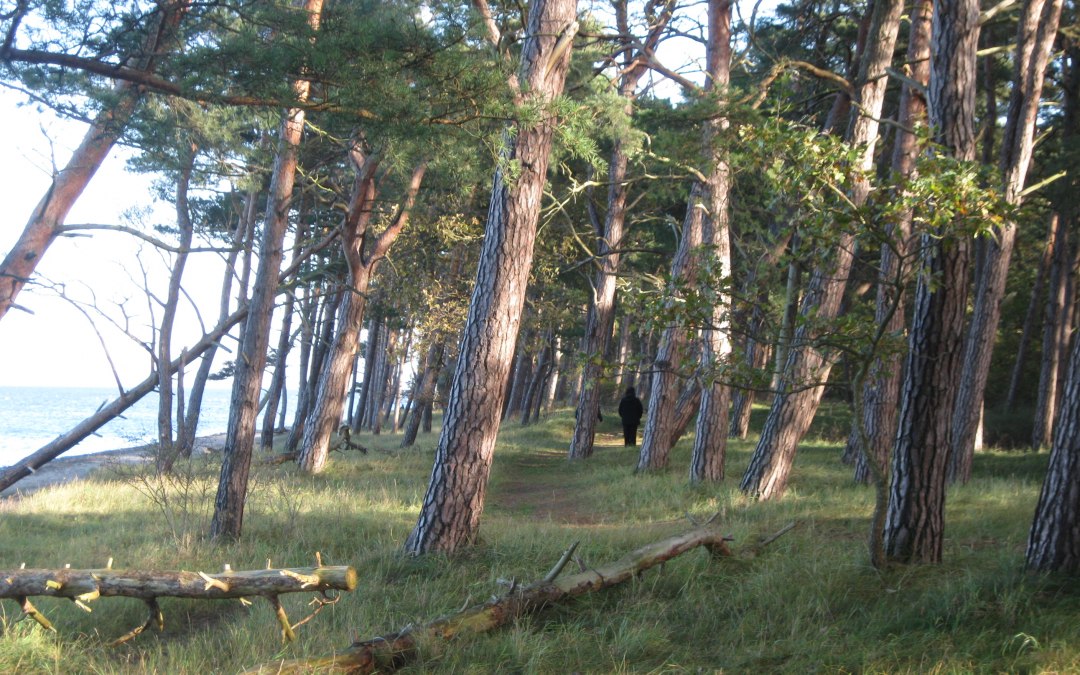 Wybrzeże i las na plaży w Ludwigsburgu, © Josephine Feldberg