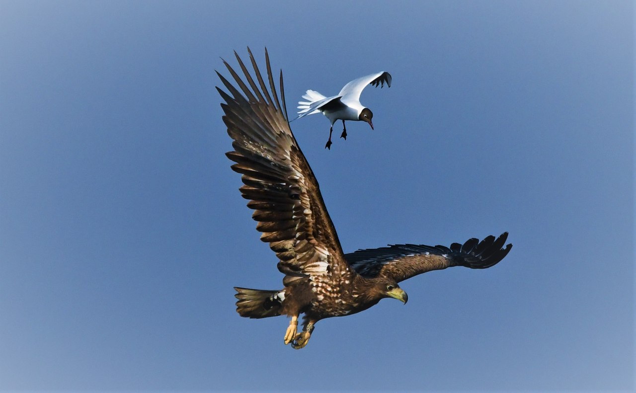 Sea eagle and seagull, &copy; J&ouml;rg Dollmanski