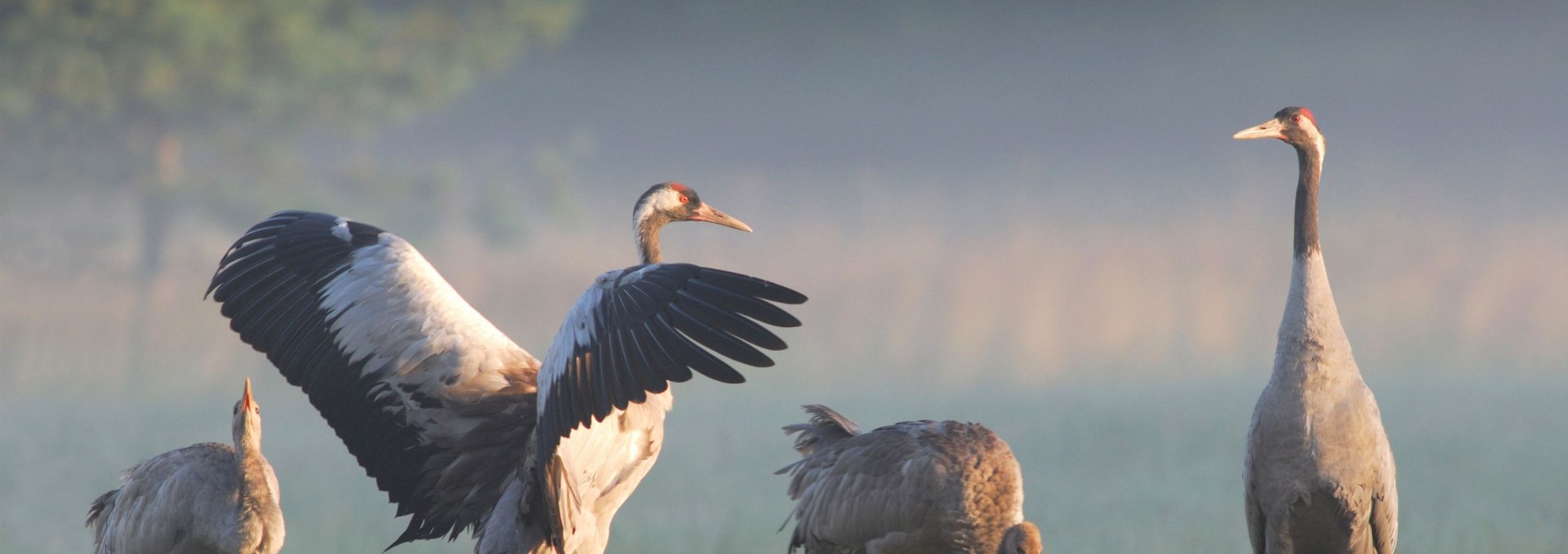 Kraanvogels op een mistig weiland, eentje met zijn vleugels uitgespreid in het zachte ochtendlicht.
