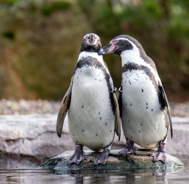 Two Humboldt penguins at Rostock Zoo // &copy; Zoo Rostock/ Dr&uuml;bbisch