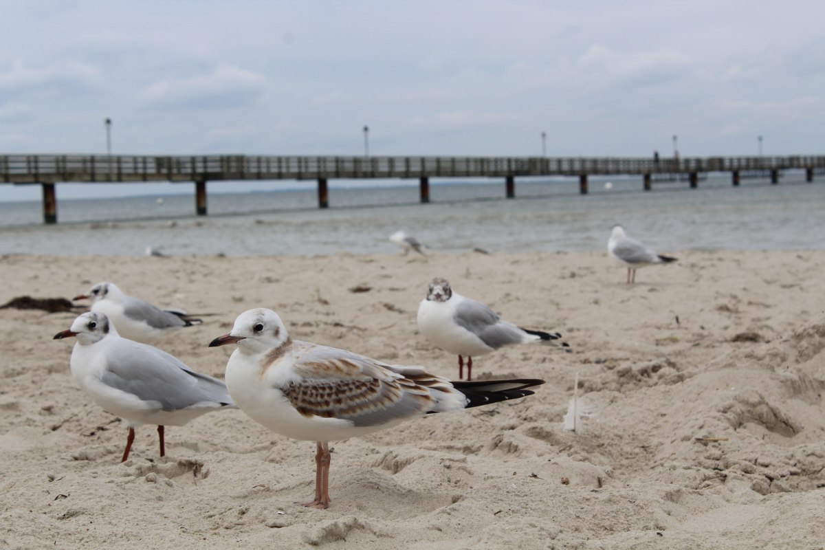 Meeuwen in de wind op het strand van de kustplaats Lubmin, &copy; TVV-Bock
