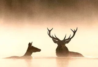 © Vincent Munier © Vincent Munier