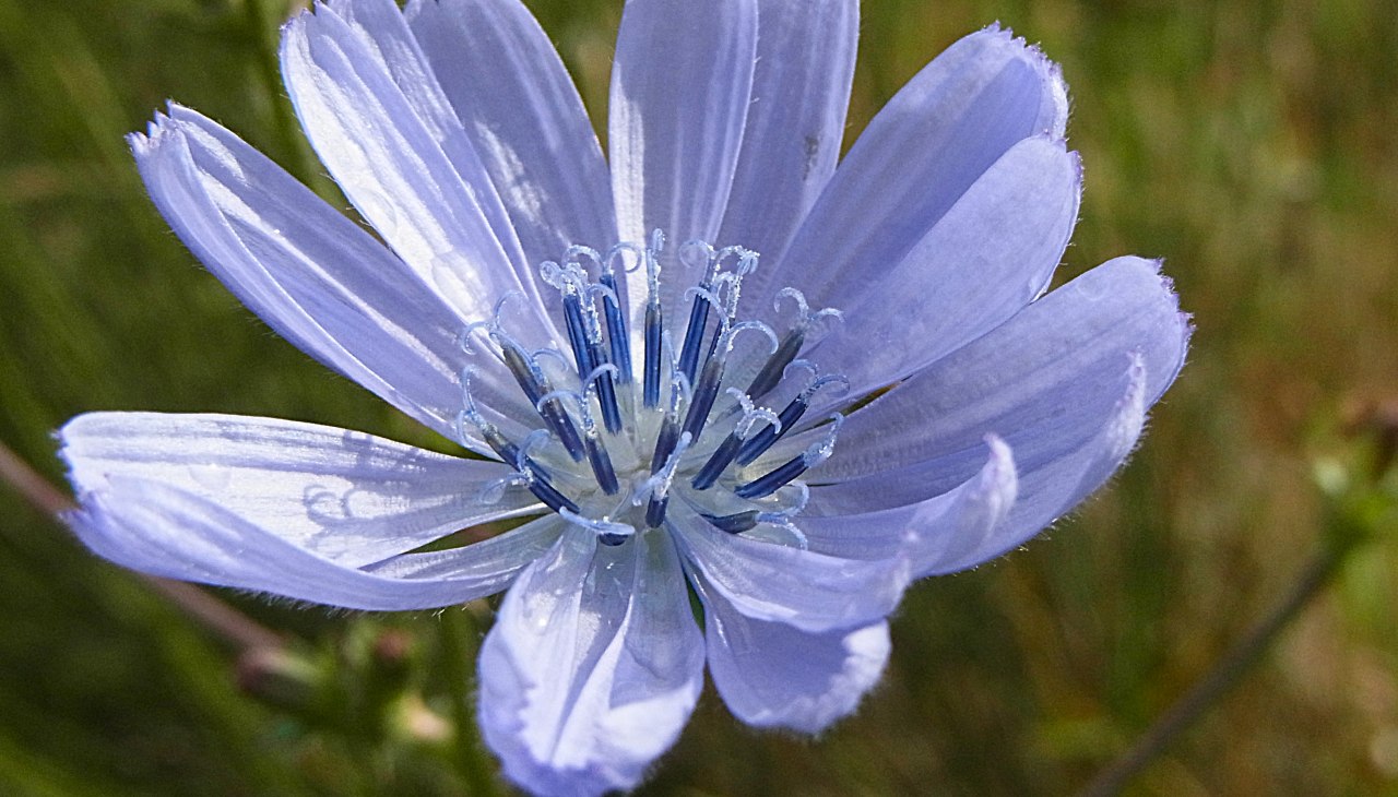 Wegwarte_ bereitgestellt von Silvia Berg, © bereitgestellt von Silvia Berg Wegwarte_ bereitgestellt von Silvia Berg, © bereitgestellt von Silvia Berg