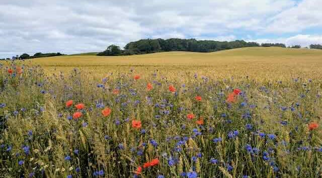 Feld mit Mohn // &copy; Matthias Giersch