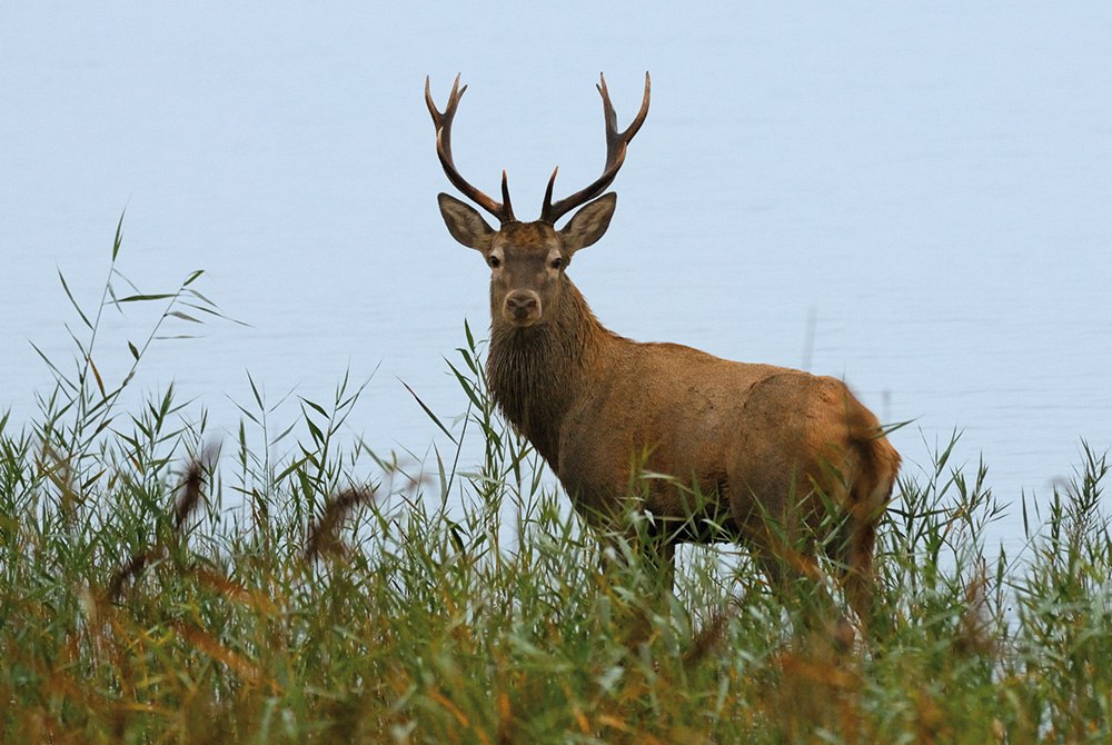 Edelhert 2018, © Nationalpark-Service Müritz
