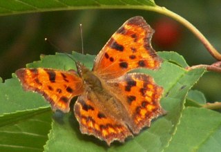 a small butterfly species, © Dr. Volker Thiele