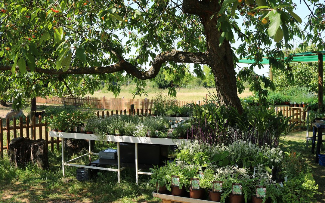 Luplow herb nursery, © Silke Voss