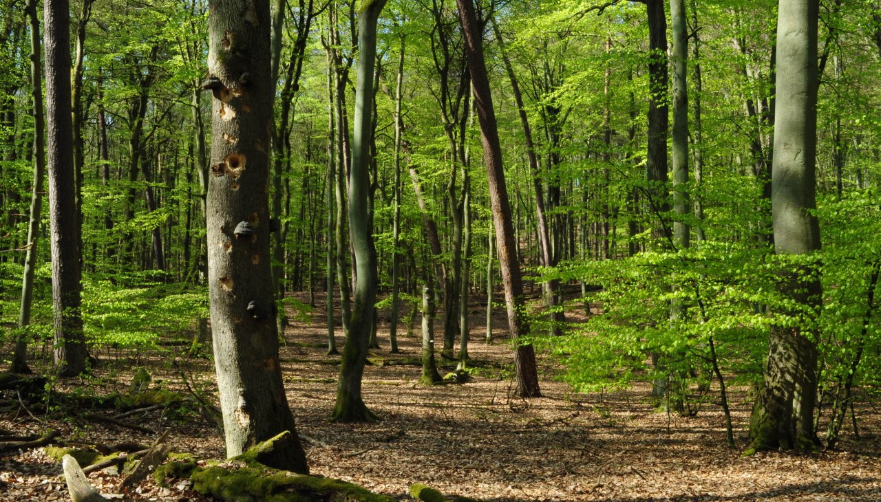 In het rijk der beuken_L&uuml;H, &copy; B. L&uuml;thi Herrmann