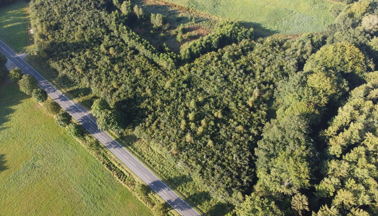 Klimaatbos B&uuml;tzow, &copy; Landesforst MV