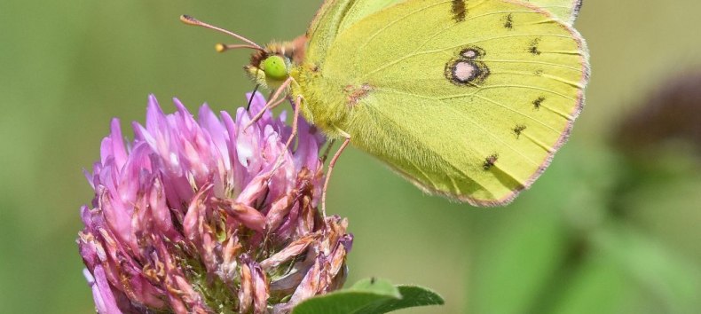 Motyl cytrynek siedzący na kwiatku czerwonej koniczyny, © Stadtbibliothek Stralsund Motyl cytrynek siedzący na kwiatku czerwonej koniczyny, © Stadtbibliothek Stralsund
