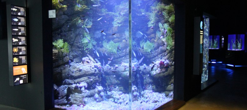 Getijdenbekken (Foto: OZEANEUM Stralsund), © Deutsches Mmeeresmuseum