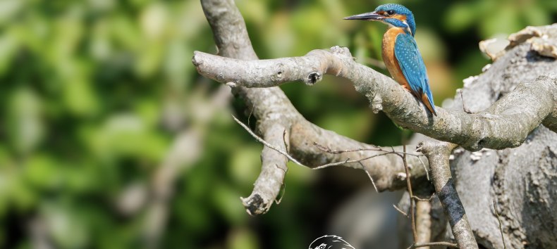 © Vogeltouren MV/ Kevin Hempel © Vogeltouren MV/ Kevin Hempel