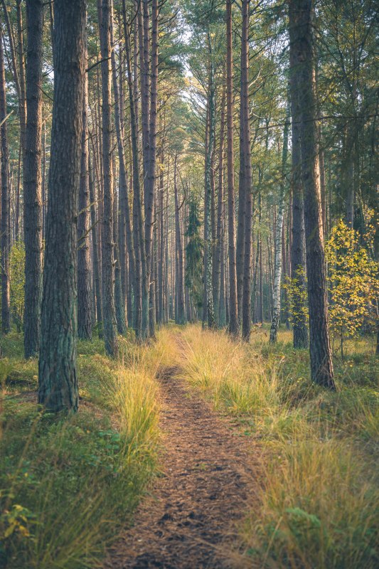 Baabe_baaber-heide_1_c_Mirko-Boy, &copy; Mirko Boy