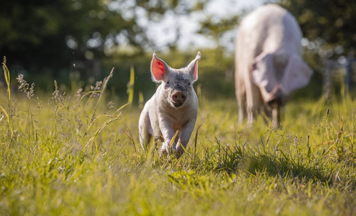 Prosiaczek Willi i mama Hanna, © Land der Tiere