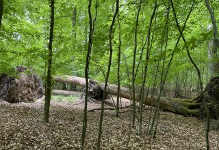 &copy; Britta Daedelow-Seydl