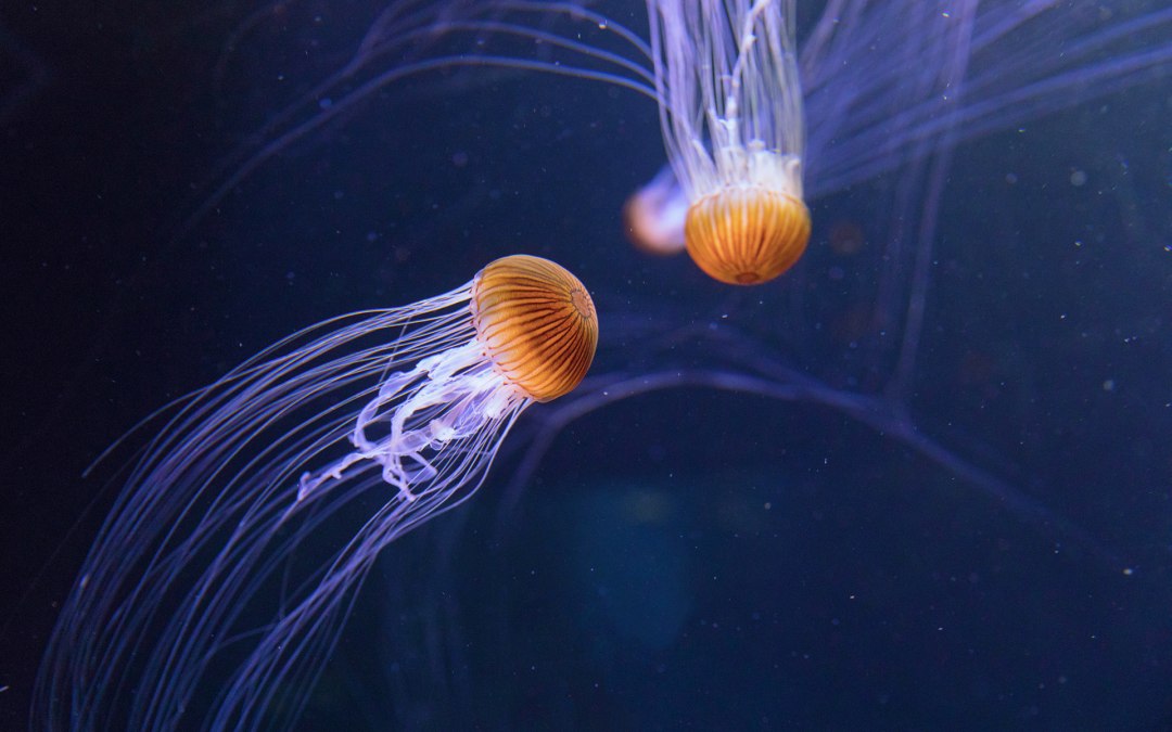 De tentakels van de kompaskwal kunnen wel drie meter lang worden, © Anke Neumeister/Deutsches Meeresmuseum