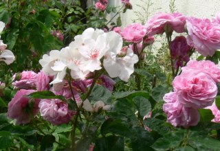 Magnificent roses in Schlemmin // &copy; Rosentau-Keramik/Rehfeld