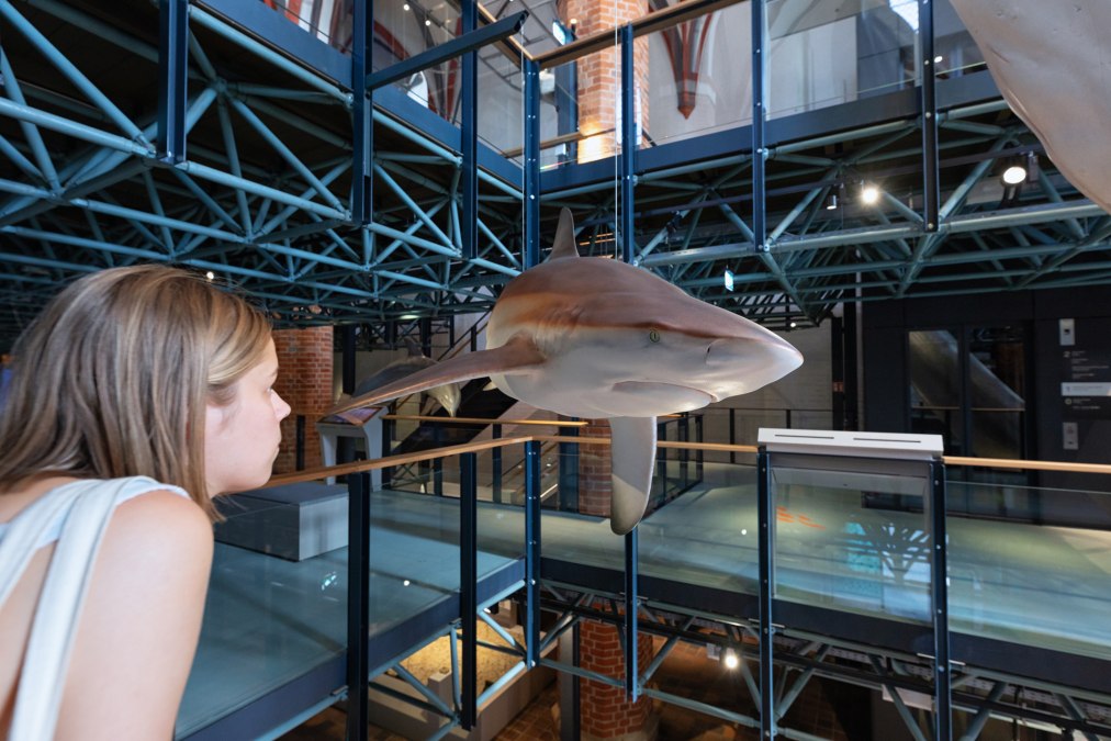 MEERESMUSEUM 1M1A5525 Zdjęcie Anke Neumeister DMM, &copy; Anke Neumeister/Deutsches Meeresmuseum