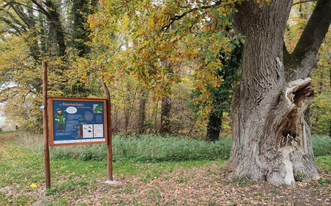 Begin van het natuurpad bij de oude eik achter het boswachterskantoor Schuenhagen, © Liv E. Ipsen