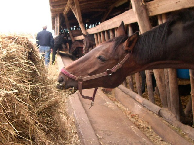 Malchow Riding School, © Malchower Reiterhof Malchow Riding School, © Malchower Reiterhof