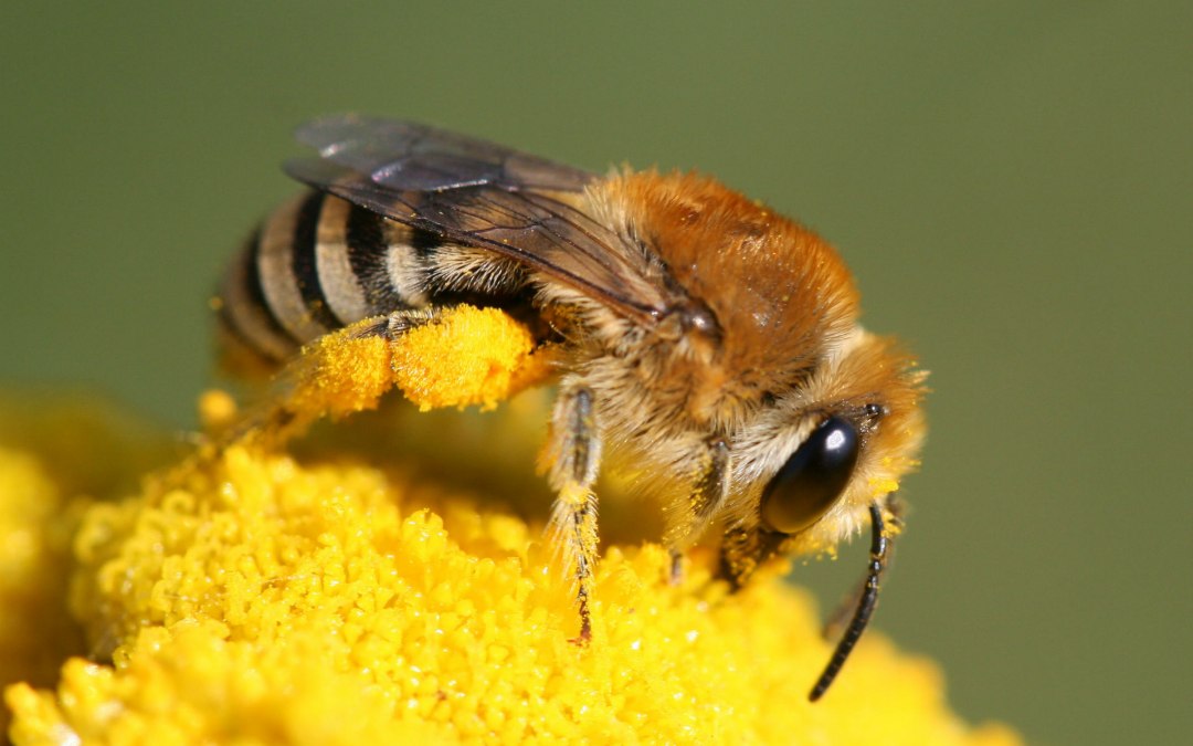 Wild bees (c)Colletes sp_Hans Juergen Sessner, © Colletes sp / Hans Juergen Sessner