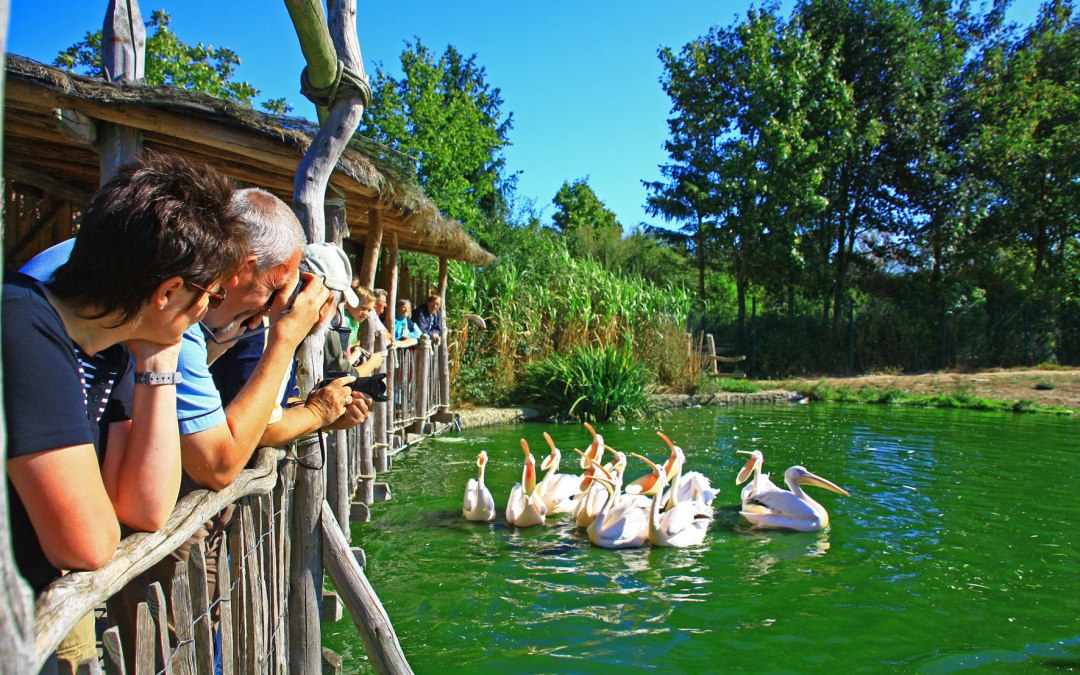 Pelikaan voedert zich in Marlow Bird Park, © Vogelpark Marlow