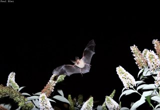 Brown long-eared bat hunting // © C Brown long-eared bat hunting // © C