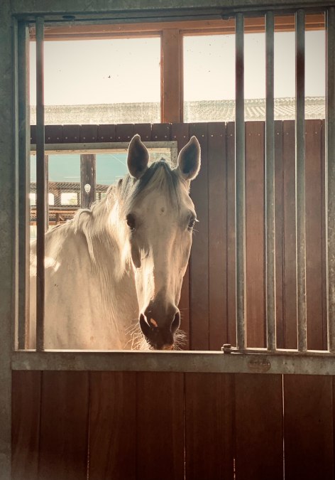 Riding facility Fleesensee, © Reitanlage Fleesensee