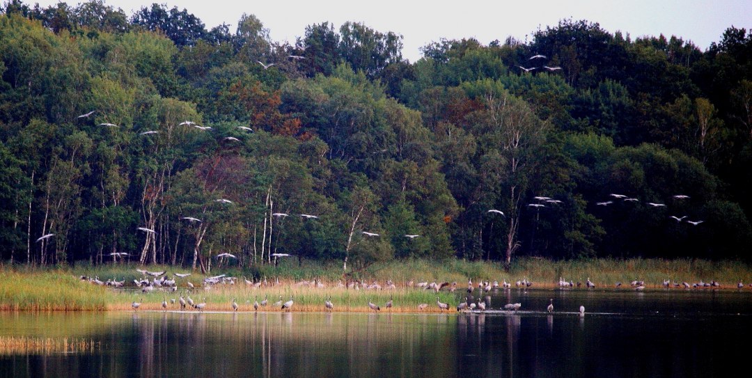 Żurawie w wodzie, © Reinhard Sobiech Żurawie w wodzie, © Reinhard Sobiech